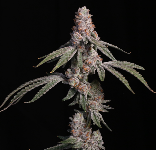 Platinum OG