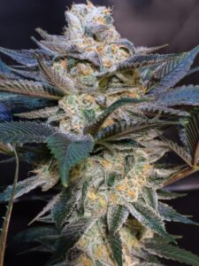 Biker OG