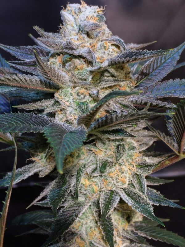 Biker OG