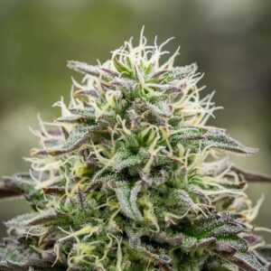Candy Gelato