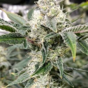 Crystal Gelato