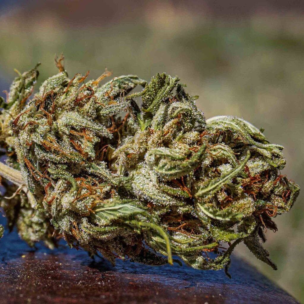 San Fernando Valley OG