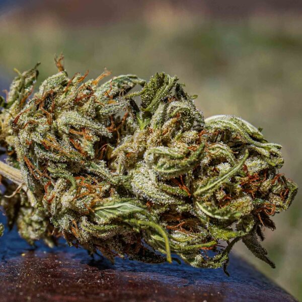 San Fernando Valley OG