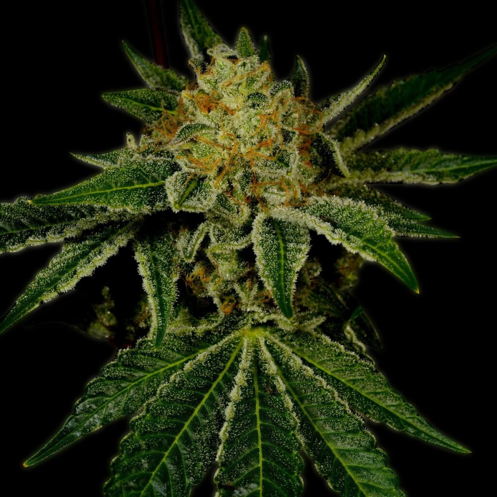 Tangie Breath