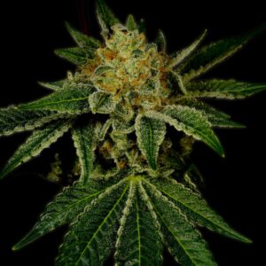 Tangie Breath