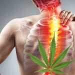 cannabis strains for chronic pain