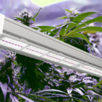 Cannabis grow light