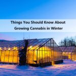 How to Prepare Your Cannabis for Cold Weather: A tent outside