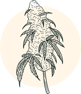 ic indica