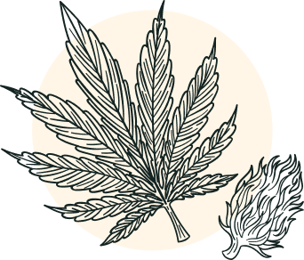 ic sativa