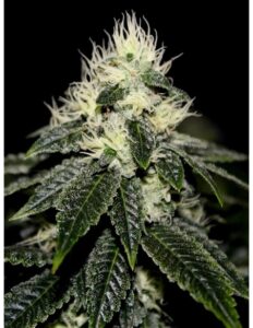 91 Chem Skunk