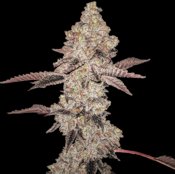 Animal Gelato