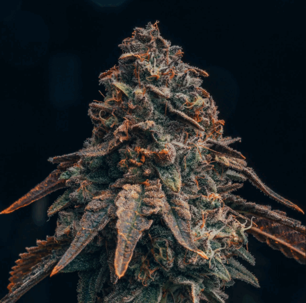 Black Runtz Strain