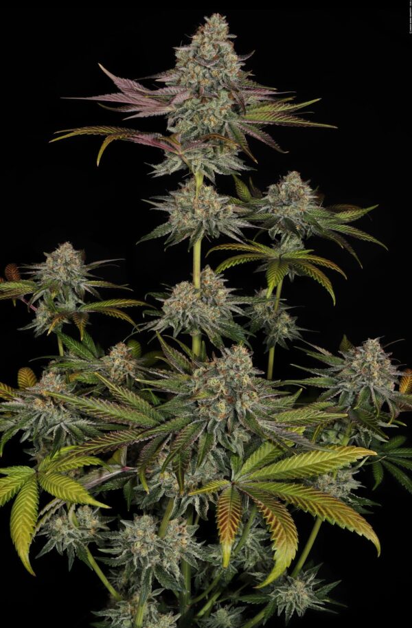 Gelato #45