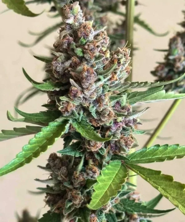 Lemon Cherry Melonz