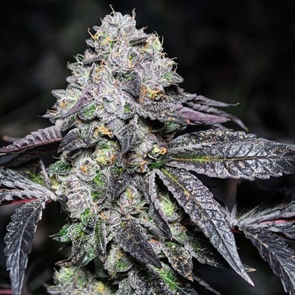 Sticky Sherbert