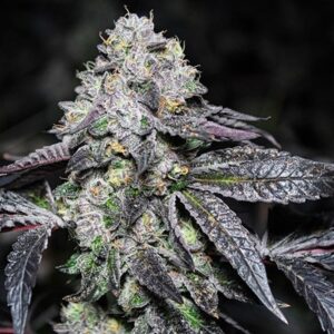 Sticky Sherbert