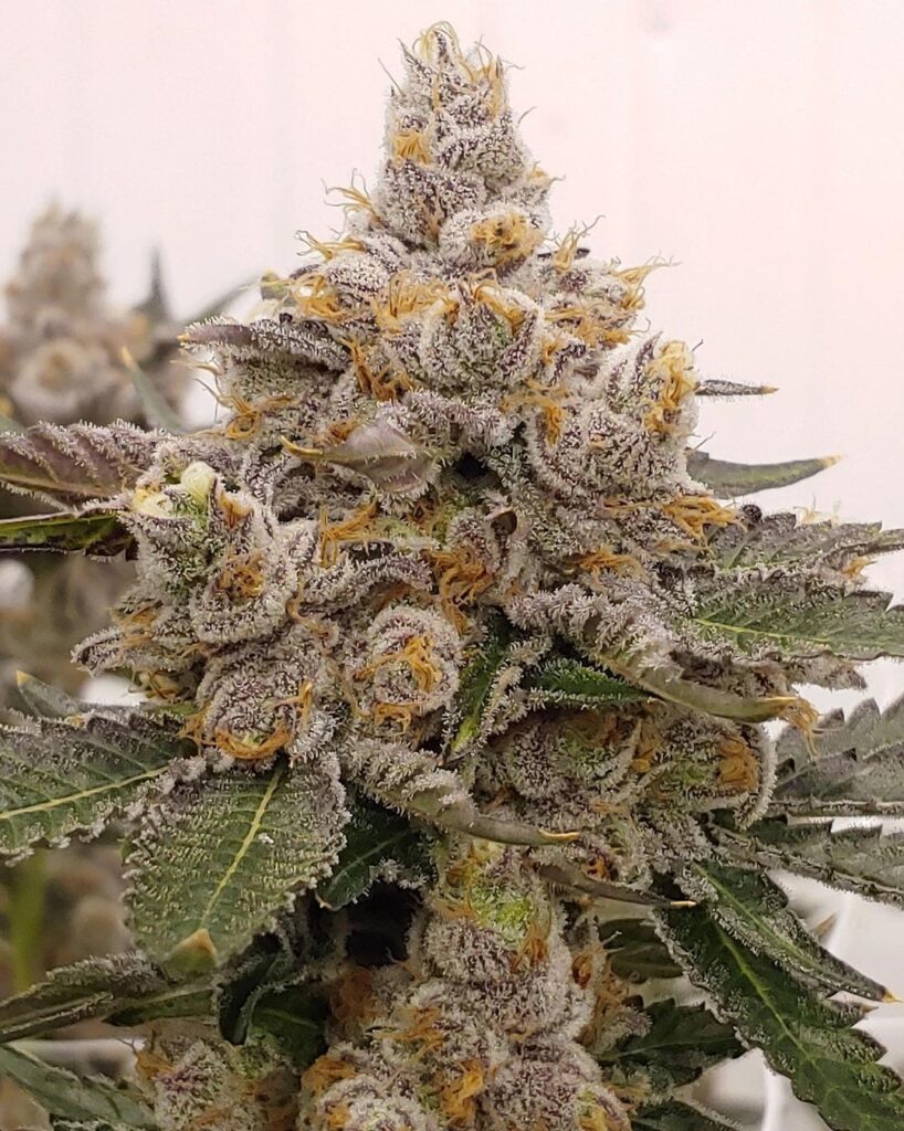 Strawberry Fritter