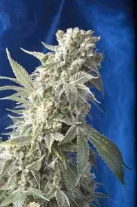 AK-47 Auto