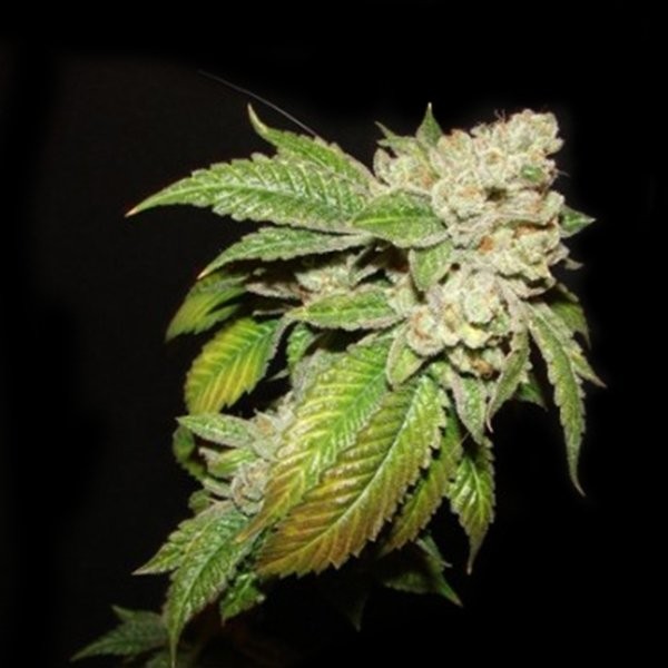 Larry OG