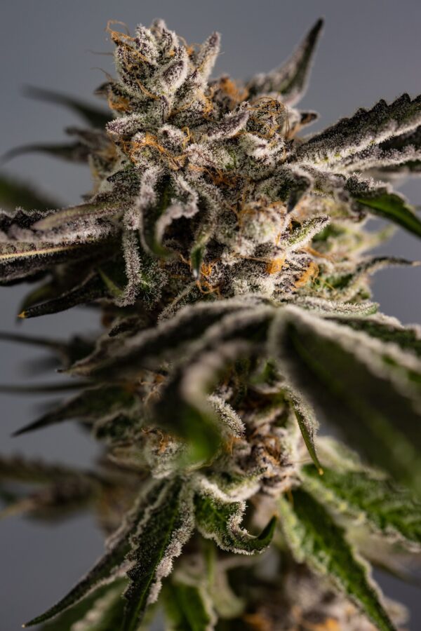 London Truffle