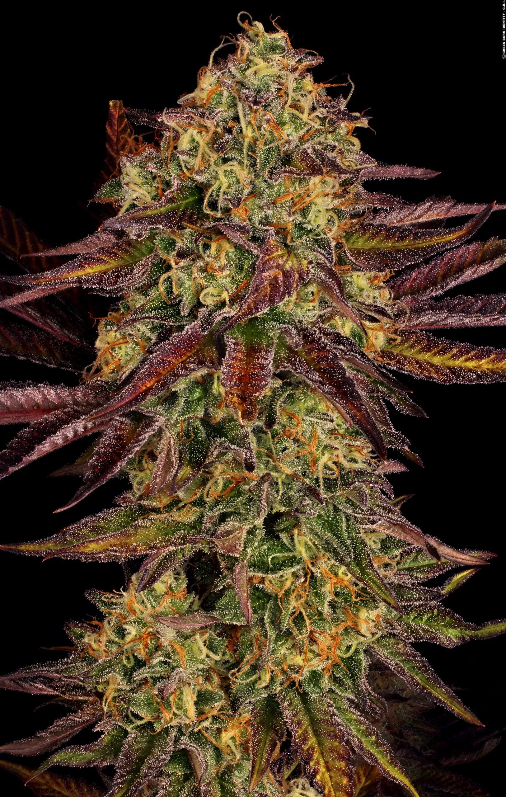 Tangerine Feminized