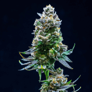 Thin Mint Cookies