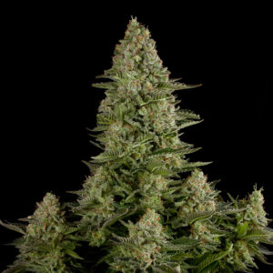 White Widow