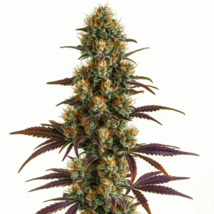 Wifi OG