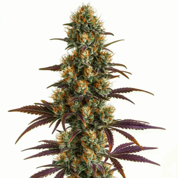 Wifi OG