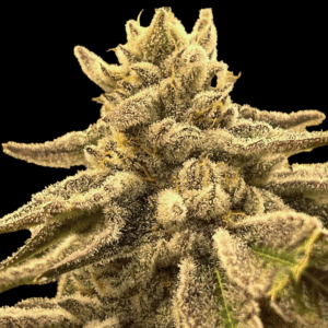 Dr._Phil_Strain Dr Phil