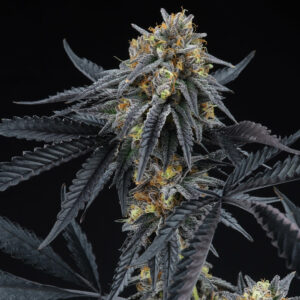 Sherbert OG