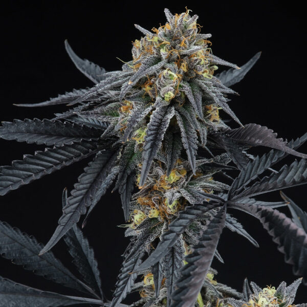 Sherbert OG