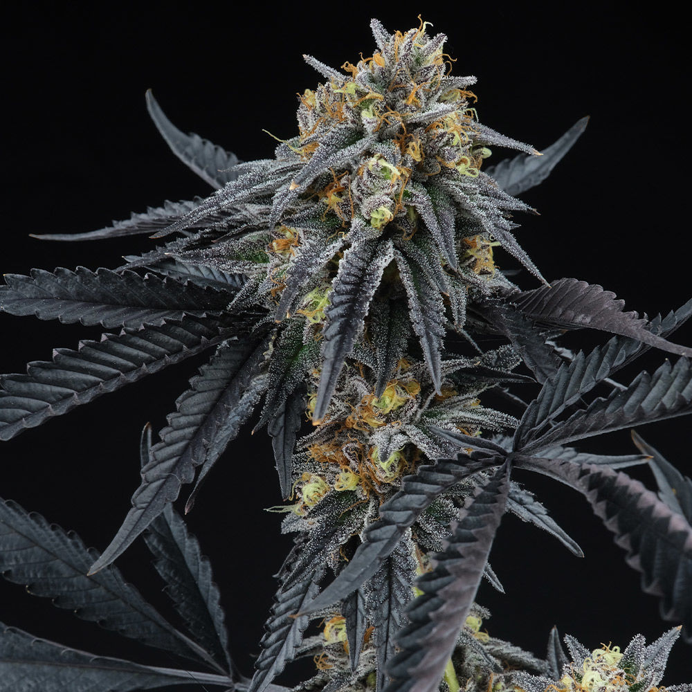 Sherbert OG