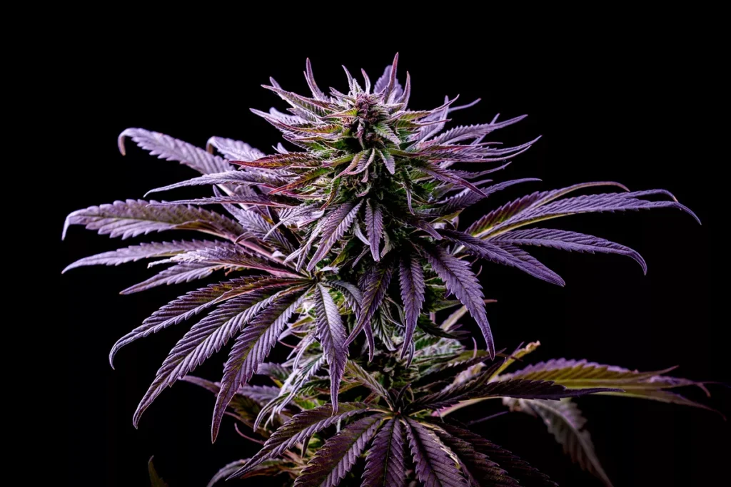 Rainbow Purple