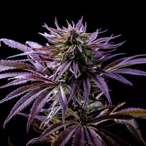 Rainbow Purple