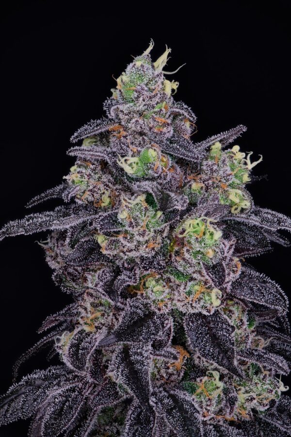 Strain