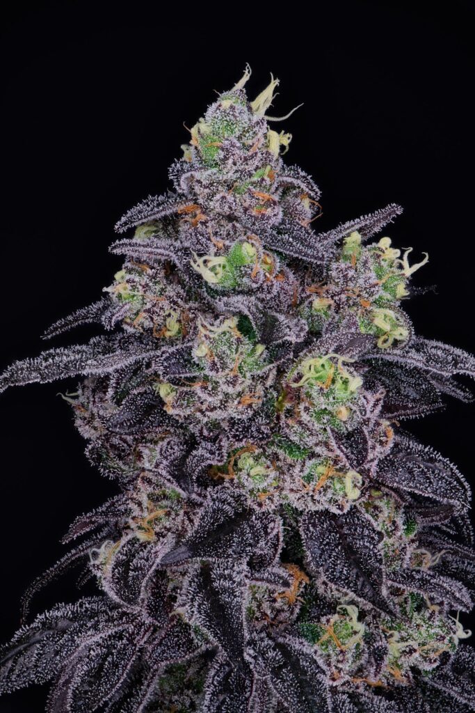 Strain