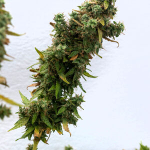 Black Diamond OG