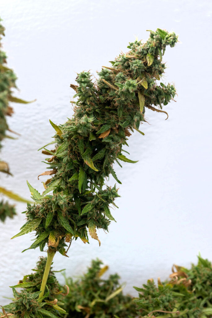 Black Diamond OG