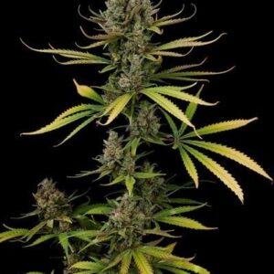 Black Cheese
