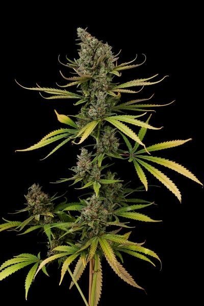 Black Cheese