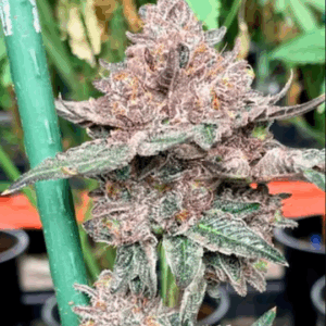Bubblegum Gelato