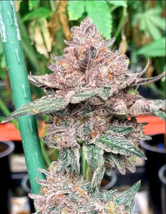 Bubblegum Gelato