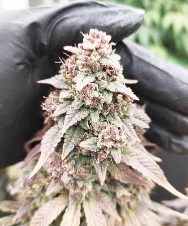Cap Junky