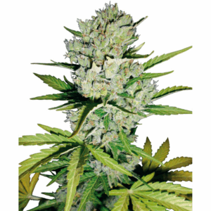 Carbon Skunk