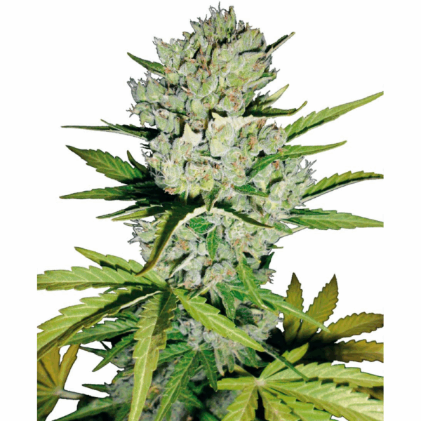 Carbon Skunk