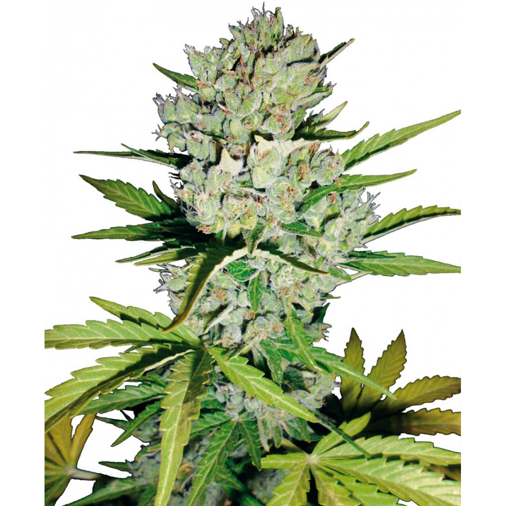 Carbon Skunk