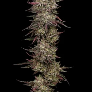 Chicken N Wafflez Chicken N Wafflez