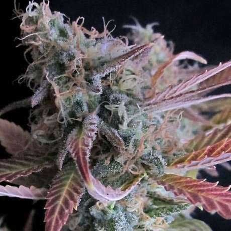 Chocolate Cough